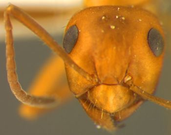 Media type: image; Entomology 22727   Aspect: head frontal view